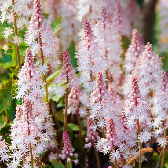 Tiarella Pink Sky Rocket- tiarella
