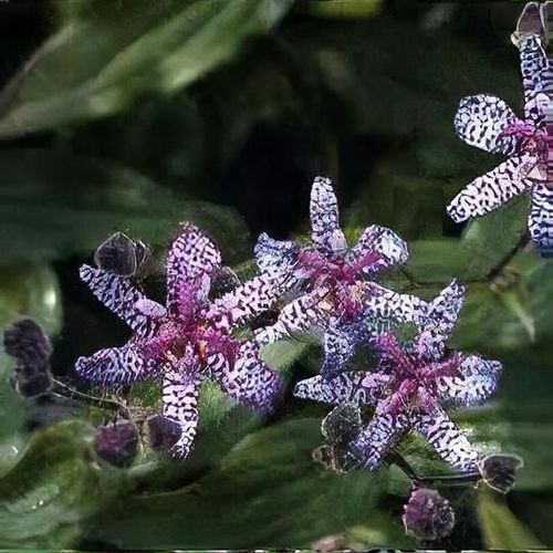 Tricyrtis Blue Wonder- tricirte/krupīšlilija