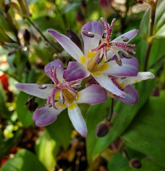 Tricyrtis hirta Tojen- tricirte/krupīšlilija