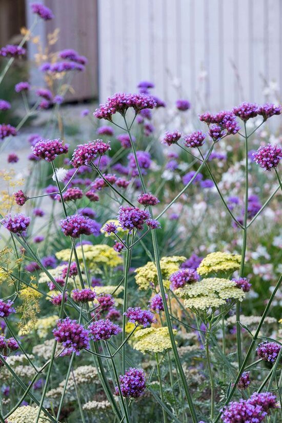Verbena bonariensis- verbēna