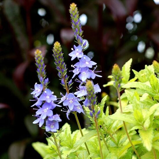 Veronica prostrata Aztec gold- veronika