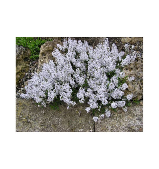 Veronica prostrata Blue Sheen- veronika