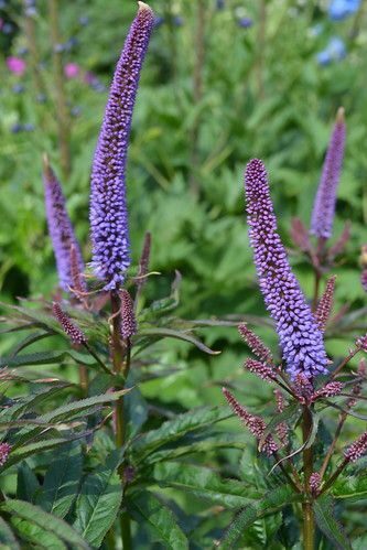 Veronicastrum virginicum Red Arrows- Virdžīnijas veronika