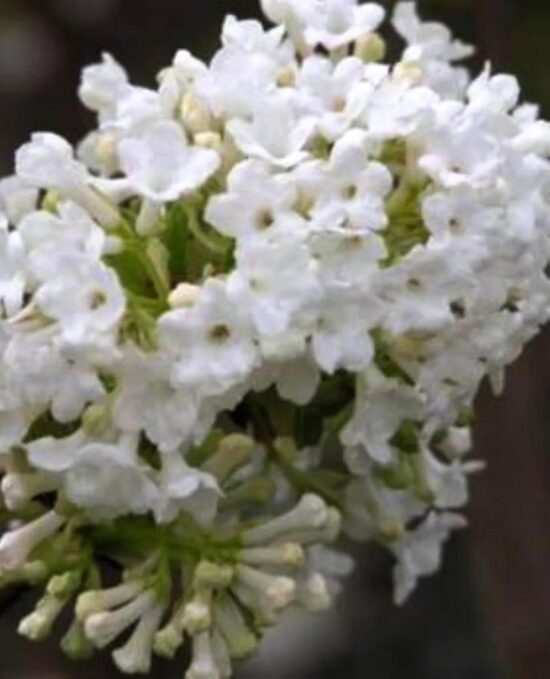 Viburnum farreri Candidissimum- irbene