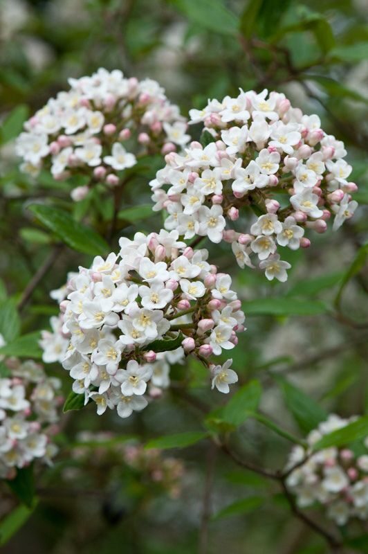 Viburnum x burkwoodii- irbene