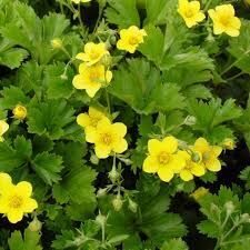 Waldsteinia ternata- trīskāršā valdšteinija