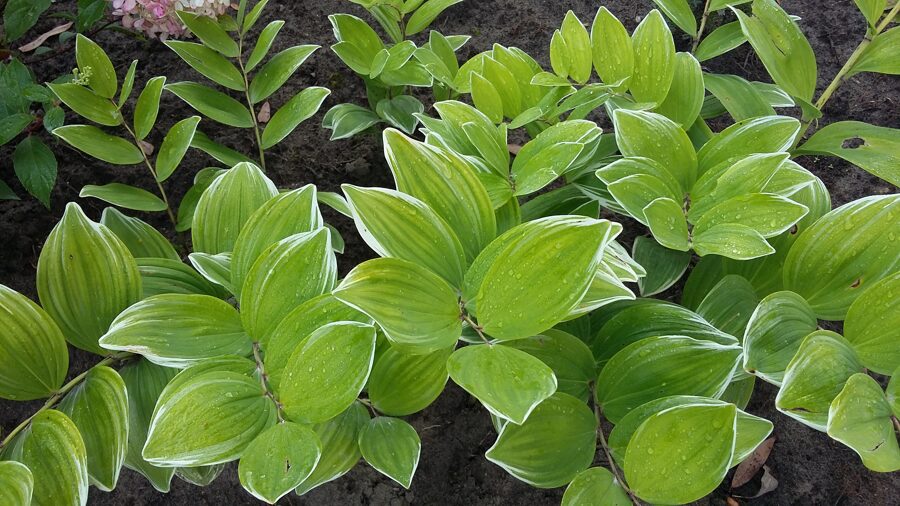 Polygonatum odoratum Variegatum