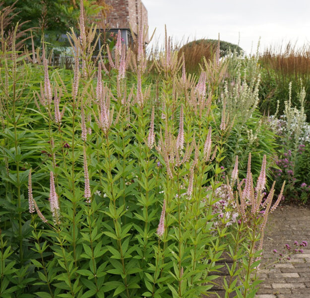 Veronicastrum virginicum Challenger
