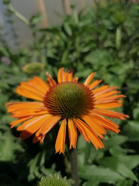 Echinacea Prima Saffron JAUNUMS 2024