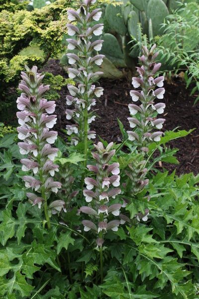 Acanthus hungaricus JAUNUMS 2025