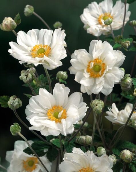 Anemone x hybrida Andrea Atkinson 
