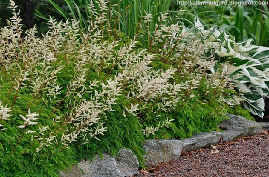 Aruncus aethusifolius