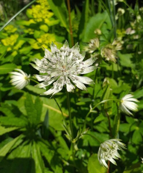 Astrantia major Alba JAUNUMS 2025