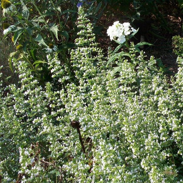 Calamintha nepeta White Cloud JAUNUMS 2025