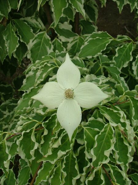 Cornus kousa Samaritan JAUNUMS 2025