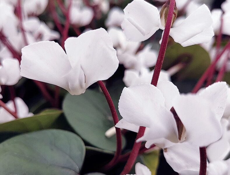 Cyclamen coum Albissimum