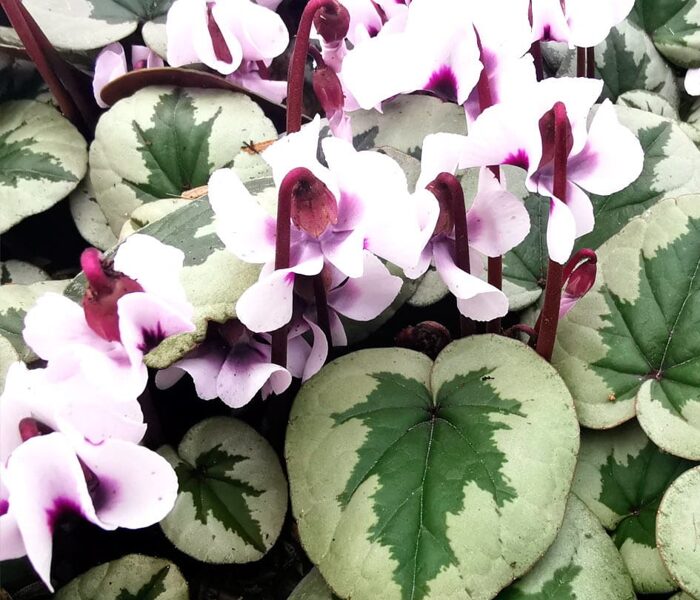 Cyclamen coum Christmas Tree Leaf Alba