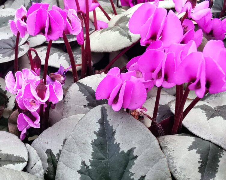 Cyclamen coum Christmas Tree Leaf Pink