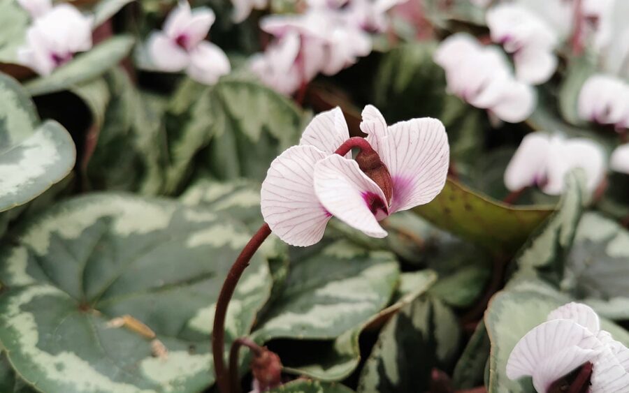 Cyclamen coum Joe's Hope