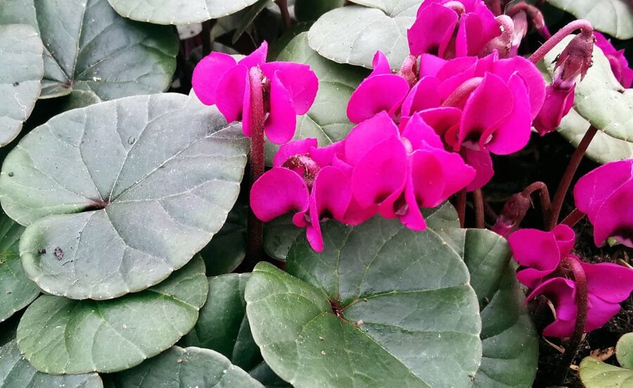 Cyclamen coum Meaden's Crimson