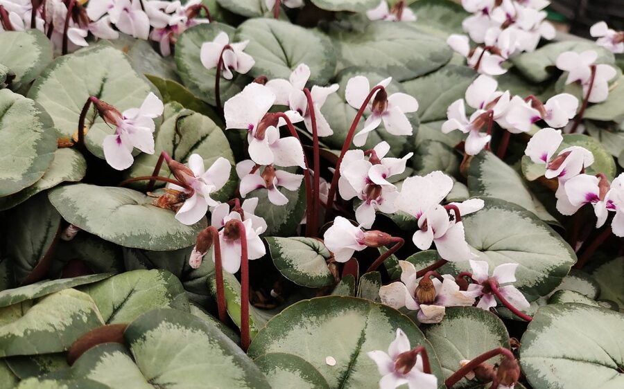 Cyclamen coum Silver Leaf Alba