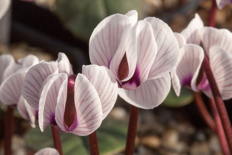 Cyclamen coum Porcelain