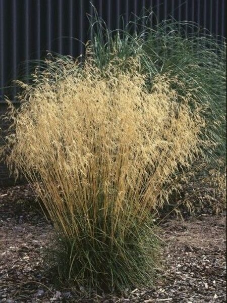 Deschampsia caespitosa Goldtau