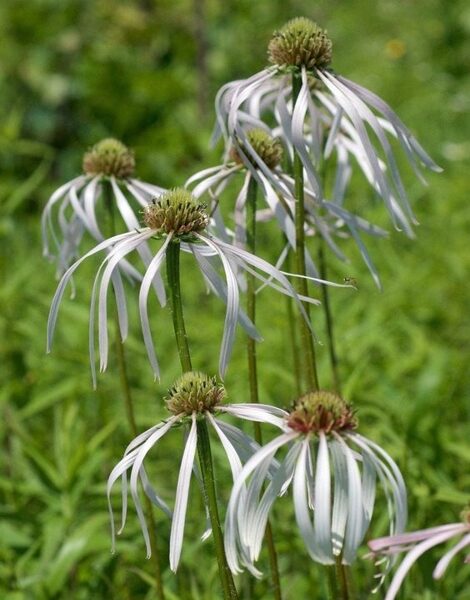 Echinacea pallida Hula Dancer