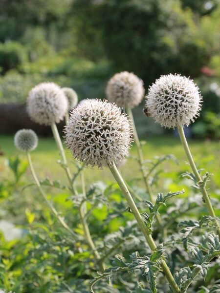 Echinops sphaerocephalus Arctic Glow