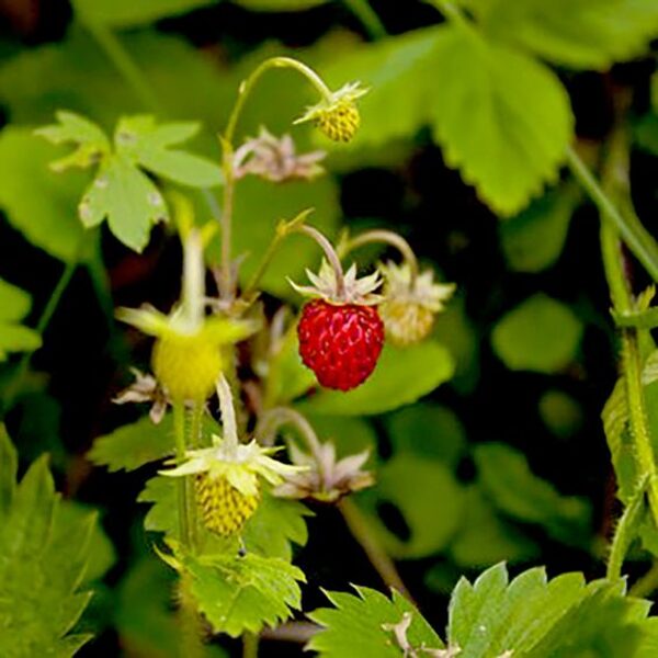 Fragaria vesca RÜGEN- meža zemenes