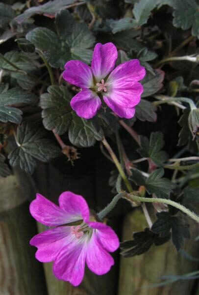 Geranium Tanya Rendall- gandrene