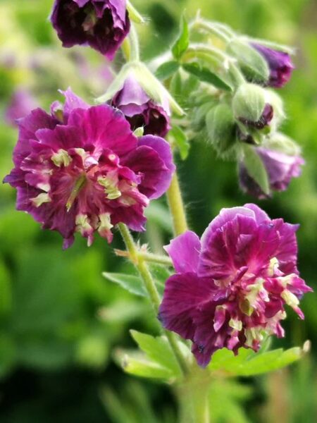 Geranium phaeum Joseph Green JAUNUMS 2025