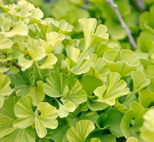 Ginkgo biloba Maribo JAUNUMS 2025