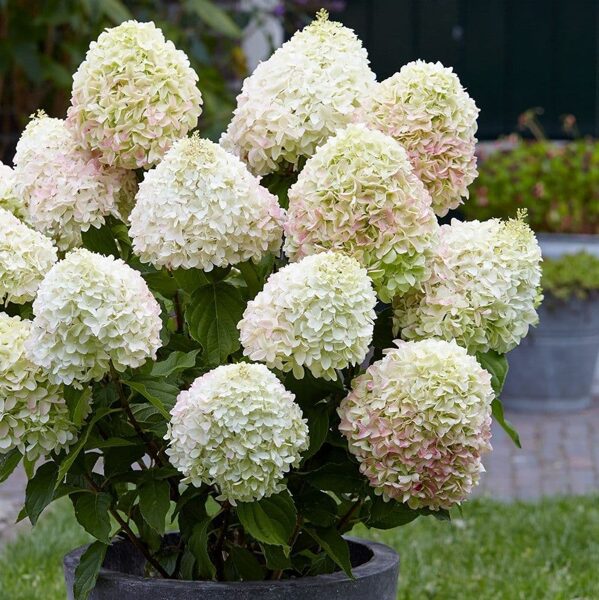 Hydrangea paniculata Living Little Love