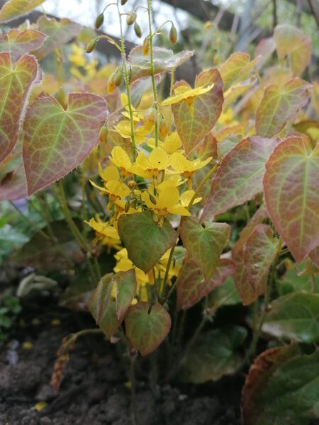 Epimedium perralchicum Frohnleiten