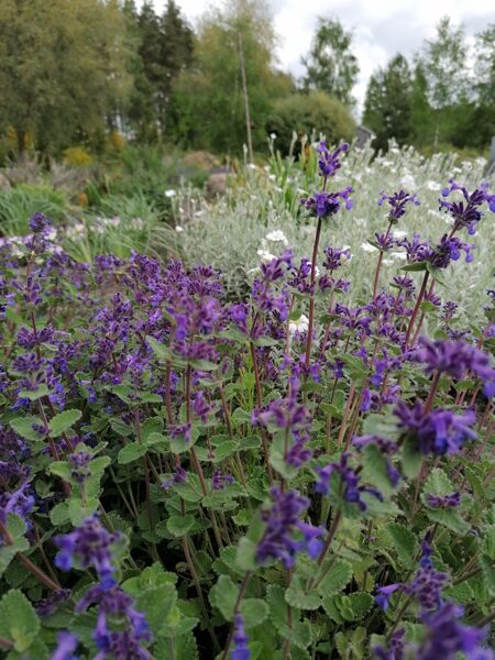 Nepeta hybrida- visagrākā 10 gab