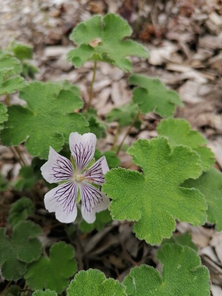 Geranium renardii