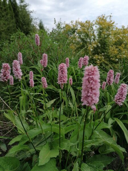 Polygonum bistorta Superbum