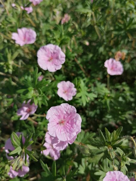 Geranium sanguineum var. Striatum