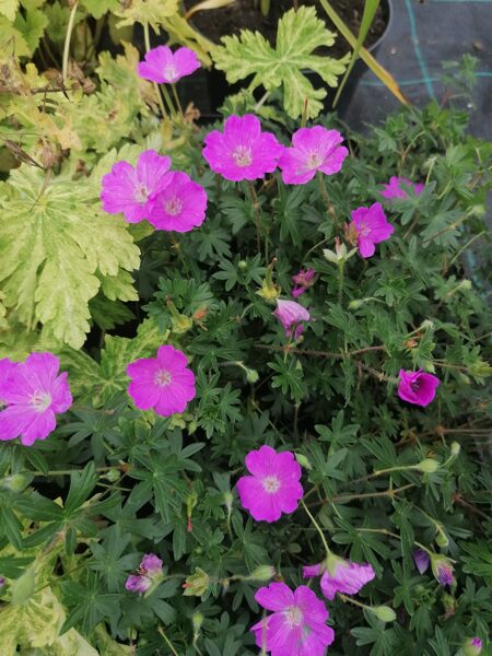 Geranium sanguineum Inverness