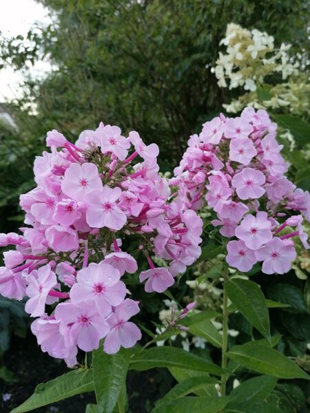 Phlox paniculata Charlotte Blanchet