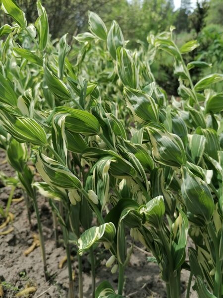 Polygonatum hybridum Grace Barker