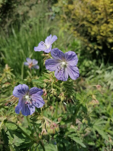 Geranium pratense Mrs Kendall Clark