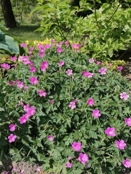 Geranium endressi