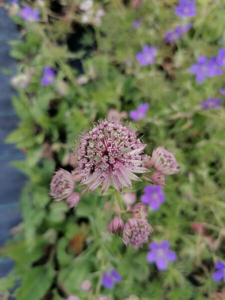 Astrantia major sējeņi