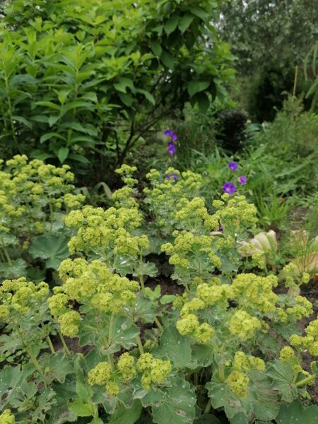 Alchemilla mollis Auslese