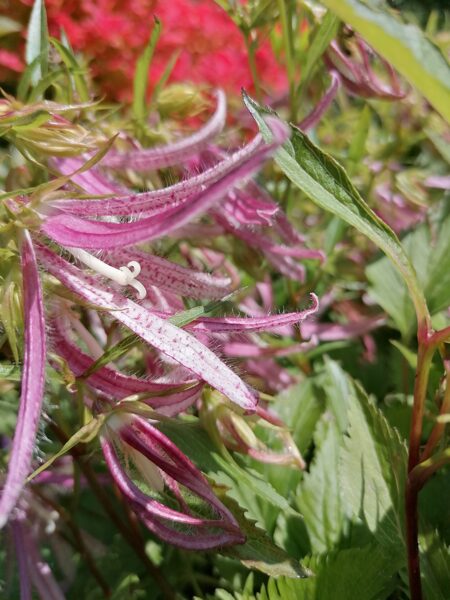 Campanula Pink Octopus