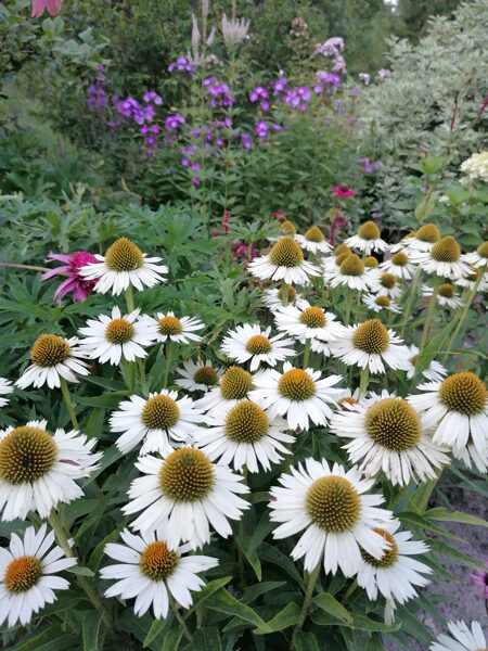 Echinacea hybrida Meditation White