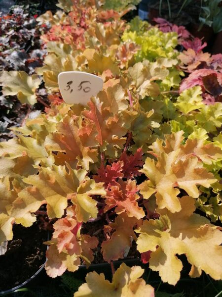 Heuchera Marmalade