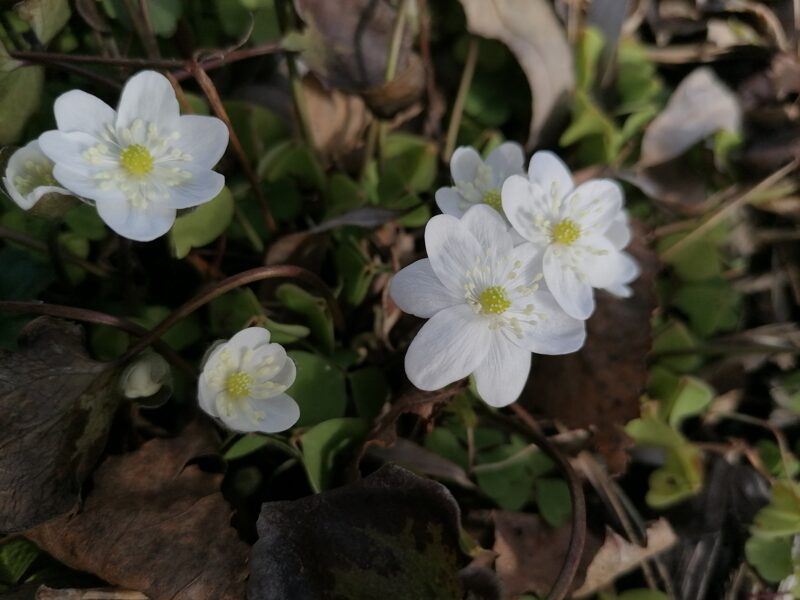Hepatica nobilis Dārza Elpa